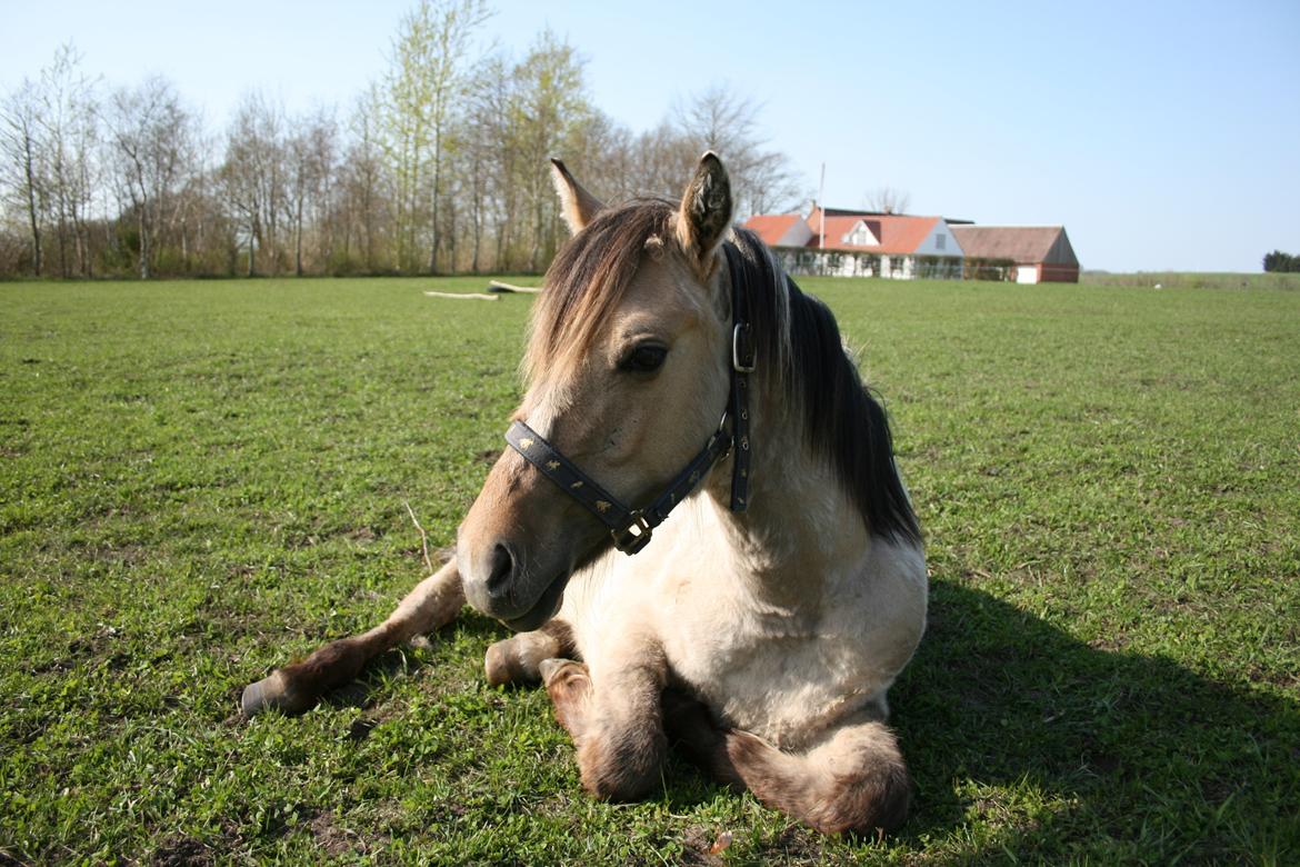 Anden særlig race El bendito R.I.P. billede 11