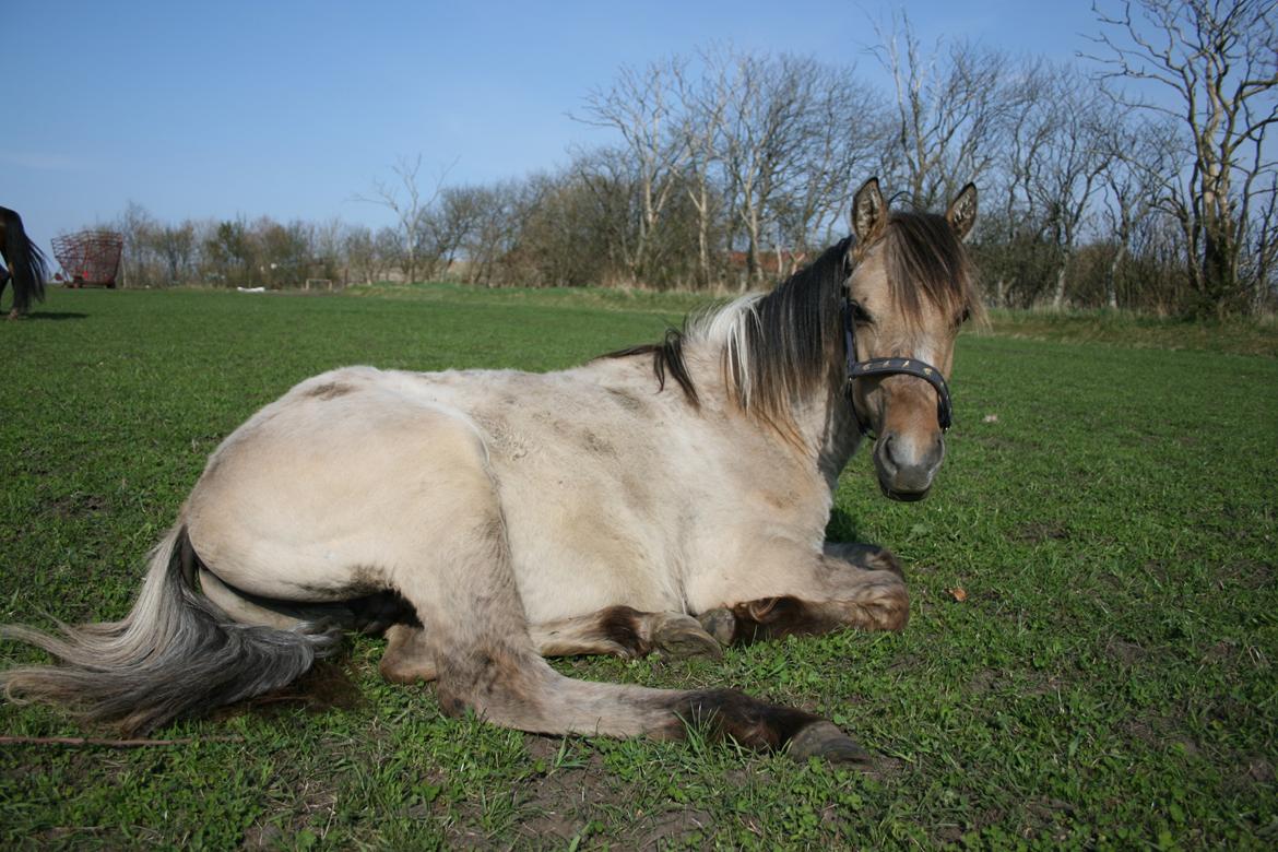 Anden særlig race El bendito R.I.P. billede 12