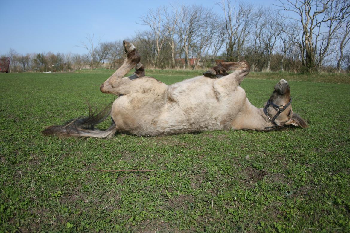 Anden særlig race El bendito R.I.P. - Ruller sig lige på folden :D billede 13