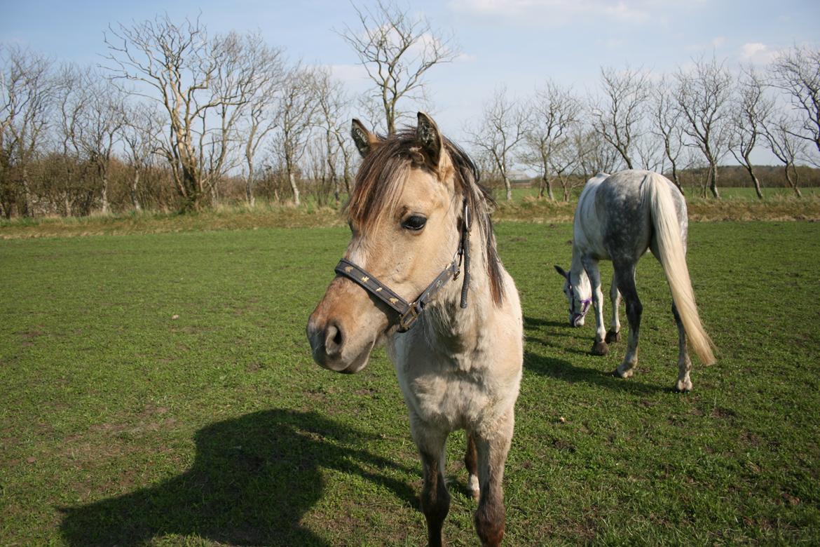 Anden særlig race El bendito R.I.P. billede 14