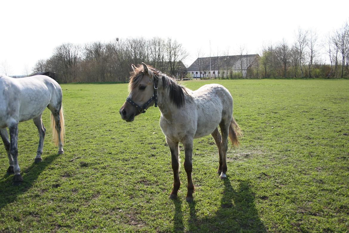 Anden særlig race El bendito R.I.P. billede 15