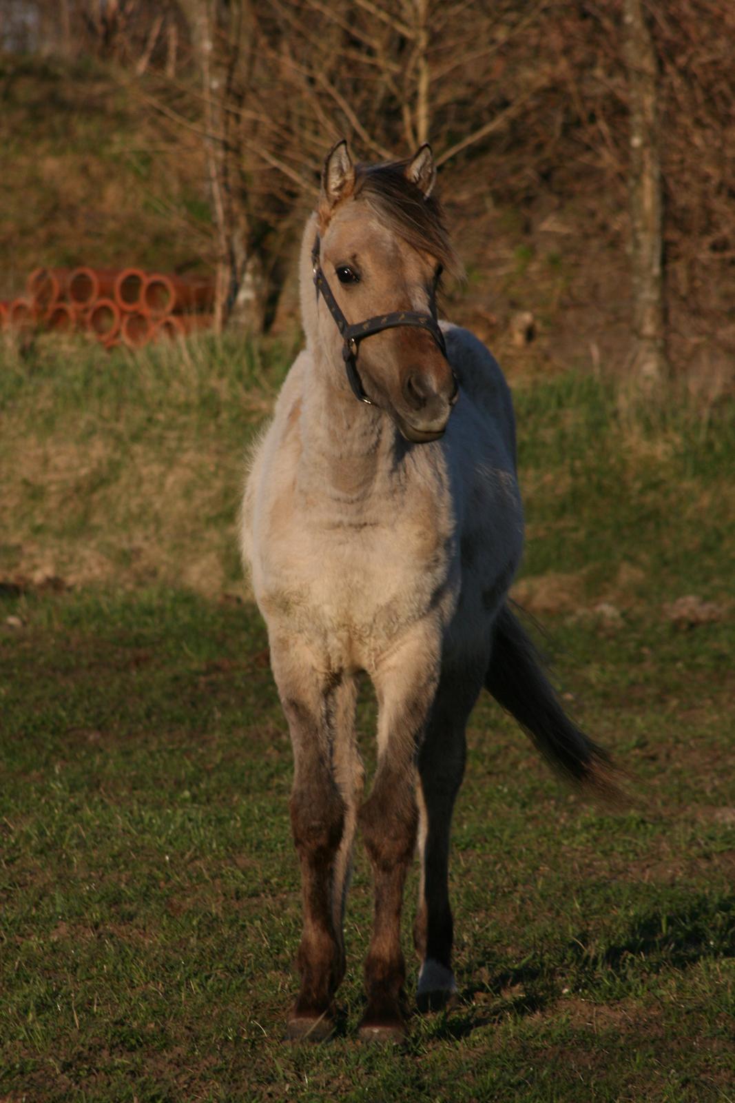 Anden særlig race El bendito R.I.P. billede 3