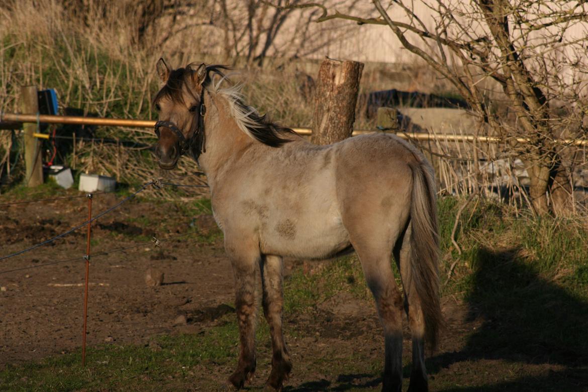 Anden særlig race El bendito R.I.P. billede 4