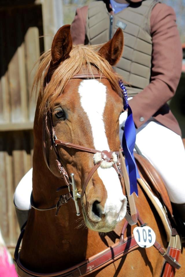 Dansk Varmblod Paragraff billede 17