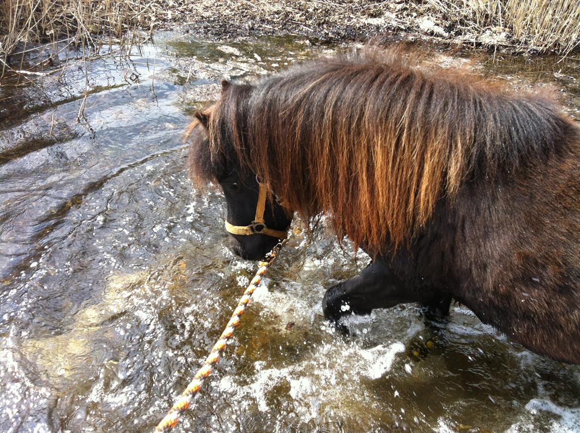 Shetlænder Ponyo fra Harekærgaard - Hun er en værre vandhund :P billede 14