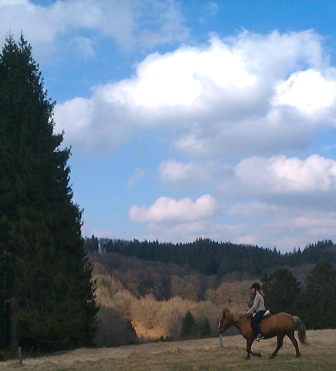 Anden særlig race Attila billede 3