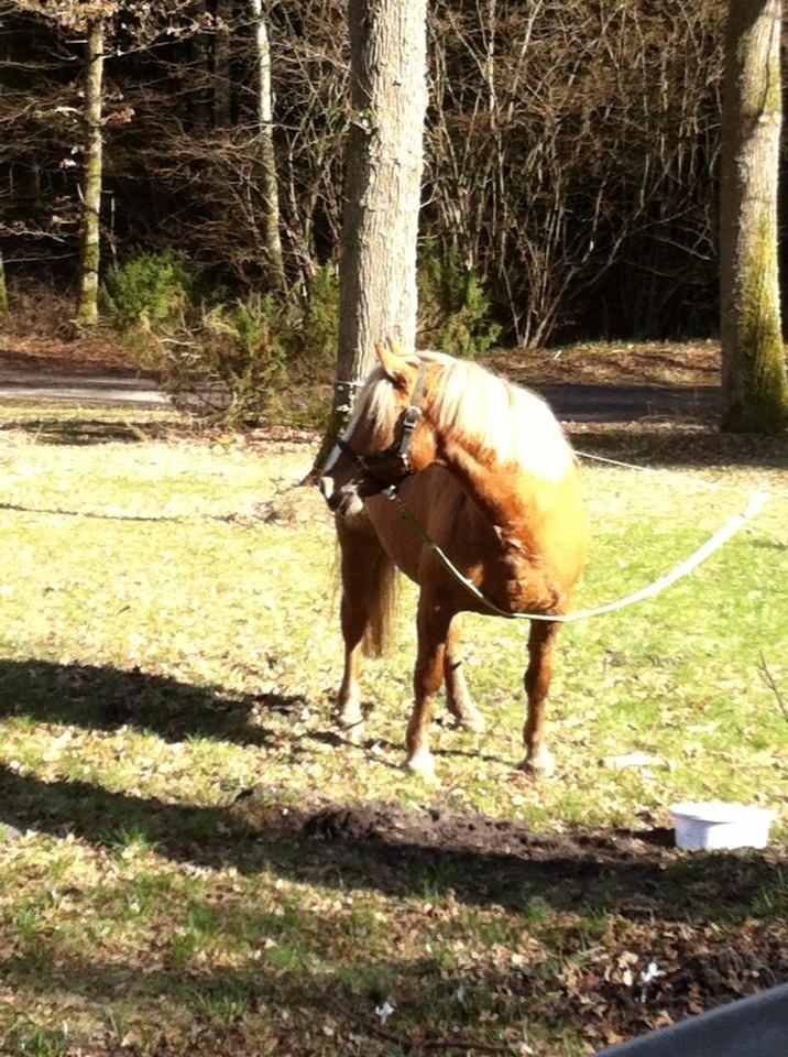 Anden særlig race Attila billede 8