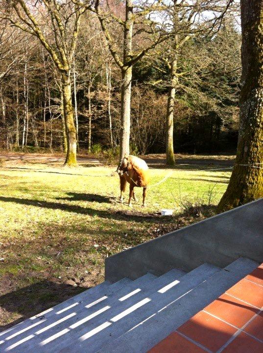 Anden særlig race Attila billede 9