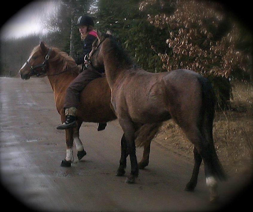 Anden særlig race Attila billede 1