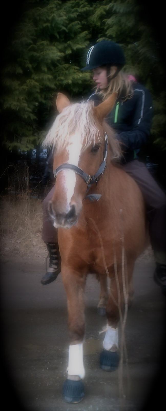 Anden særlig race Attila billede 4