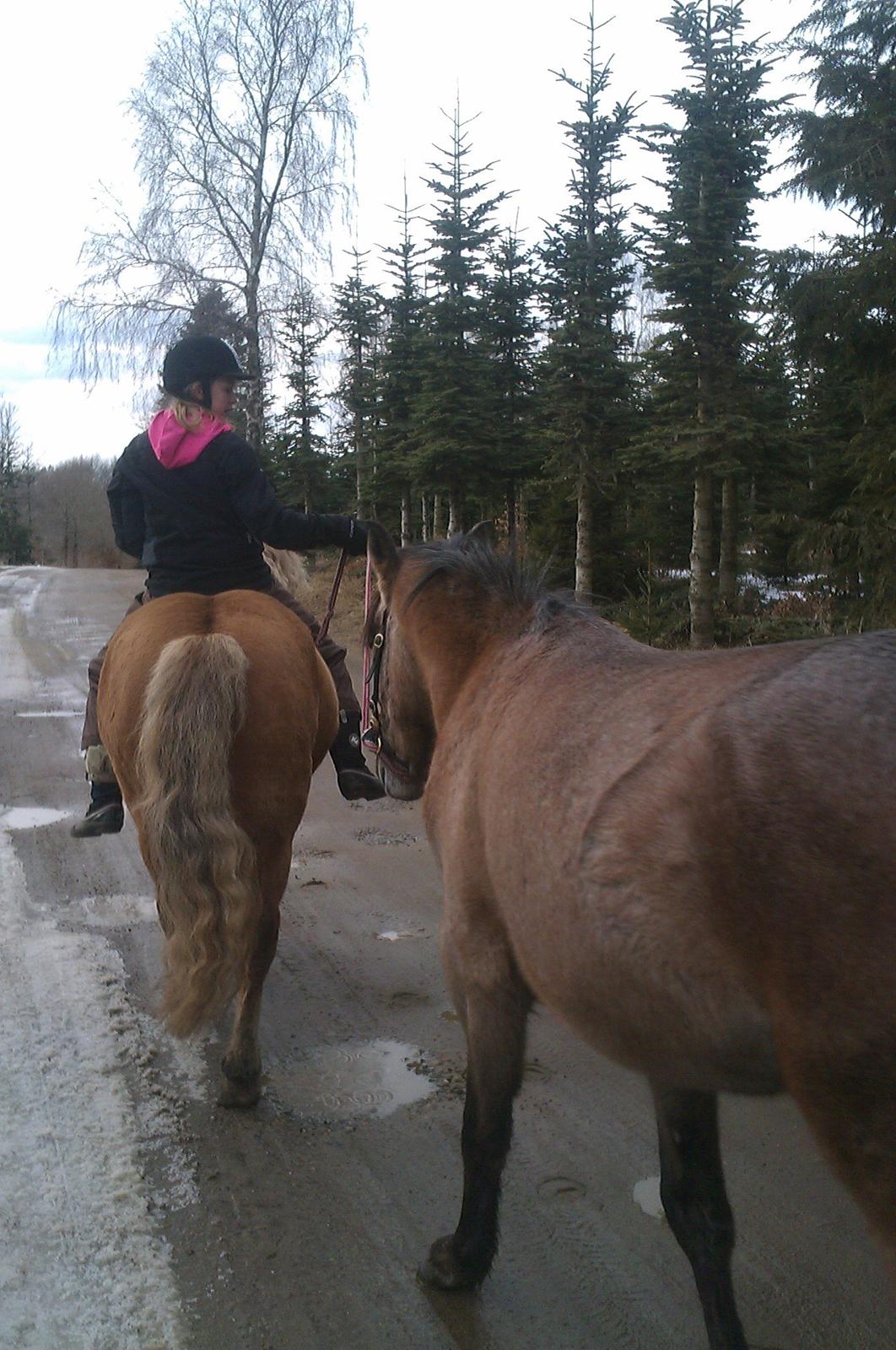 Anden særlig race Attila billede 18