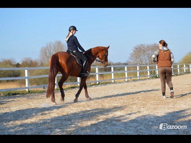 Dansk Varmblod Askemosens Marsia - 4. dressurundervisning billede 4