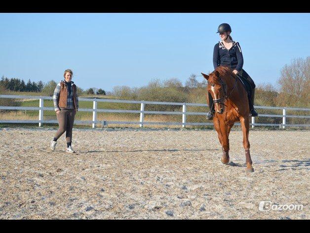 Dansk Varmblod Askemosens Marsia - 6. undervisning billede 6