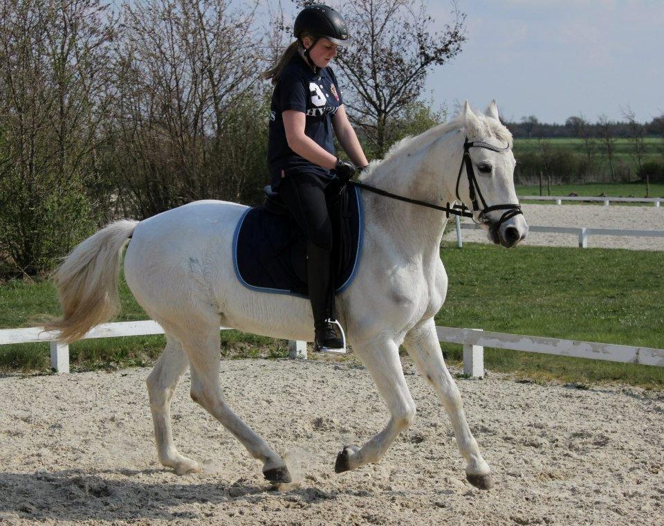 Anden særlig race >> Ballettens S >> - Galop D. 5 Maj 2013 Foto: Celine Svendsen.  billede 6