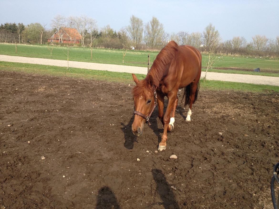 Dansk Varmblod Golden Three billede 14