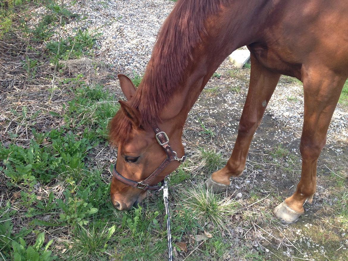 Dansk Varmblod Golden Three billede 15