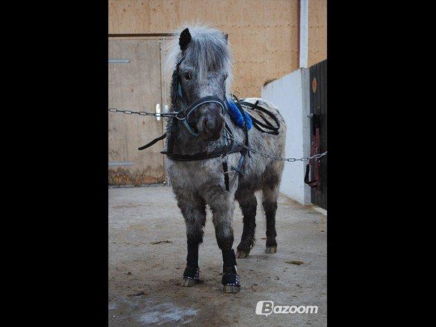 Knabstrupper Pepsi Max billede 1