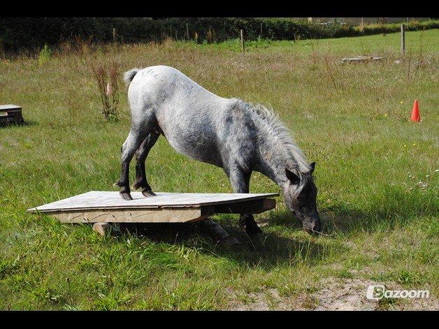 Knabstrupper Pepsi Max billede 2