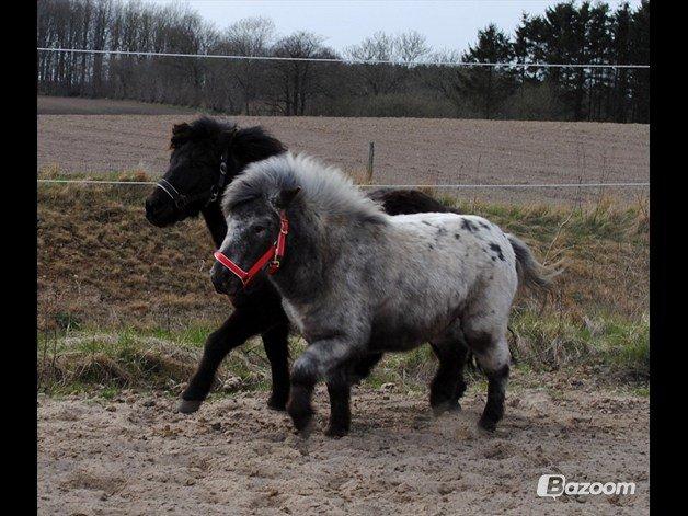 Knabstrupper Pepsi Max billede 3