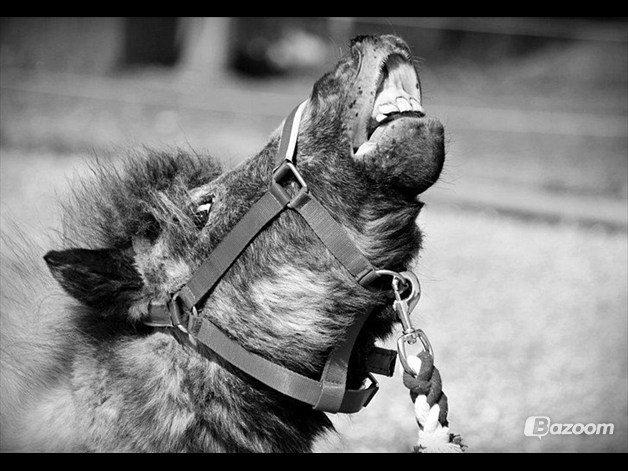 Knabstrupper Pepsi Max billede 4