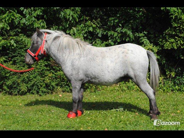 Knabstrupper Pepsi Max billede 5