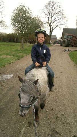 Knabstrupper Pepsi Max billede 6