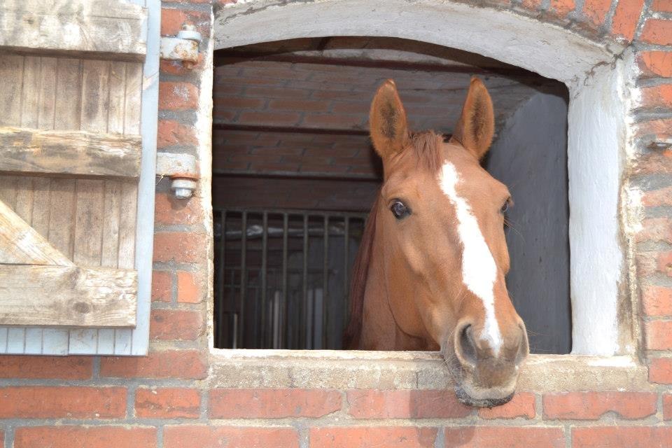 Anden særlig race Cissero - Den røde prinsesse.
 billede 6