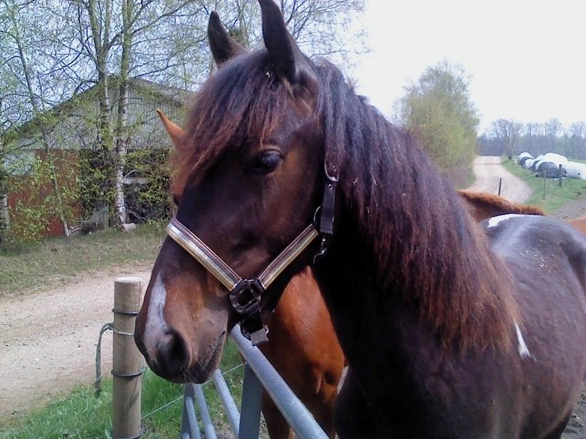 Barockpinto Lundsmindes Zafir billede 1