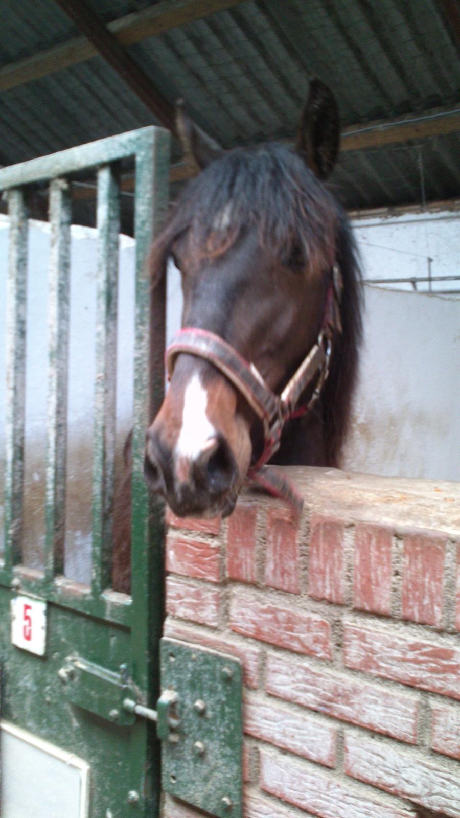 Barockpinto Lundsmindes Zafir billede 3