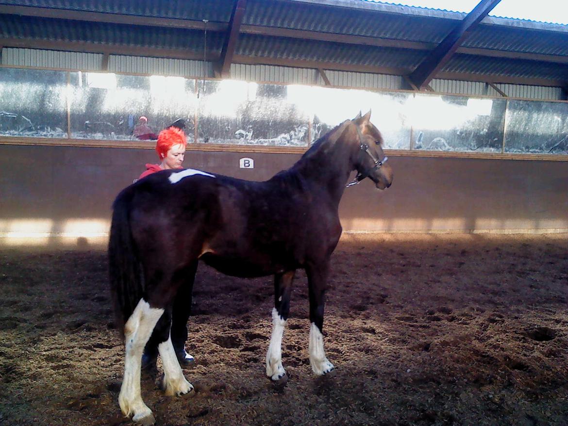 Barockpinto Lundsmindes Zafir billede 6
