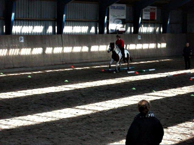 Pinto Sunshine - Pia og Sunshine til Ponygamesstævne i Bramming d. 20/4-2013 billede 4