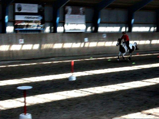 Pinto Sunshine - Pia og Sunshine d. 20/4-2013 billede 5