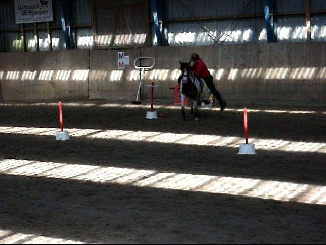 Pinto Sunshine - Pia og Sunshine d. 20/4-2013 billede 7