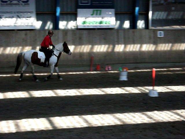 Pinto Sunshine - Pia og Sunshine d. 20/4-2013 billede 8