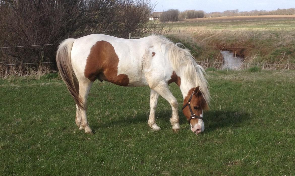 Pinto Sunshine - Mad  billede 9