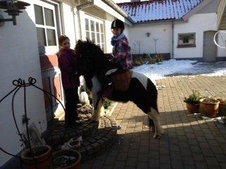 Anden særlig race Cowi - mm det er digligt at stå og kigge ind af vinduet  billede 12