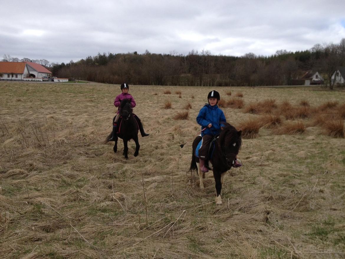 Anden særlig race Cowi - viser rundt på ny græs mark billede 15