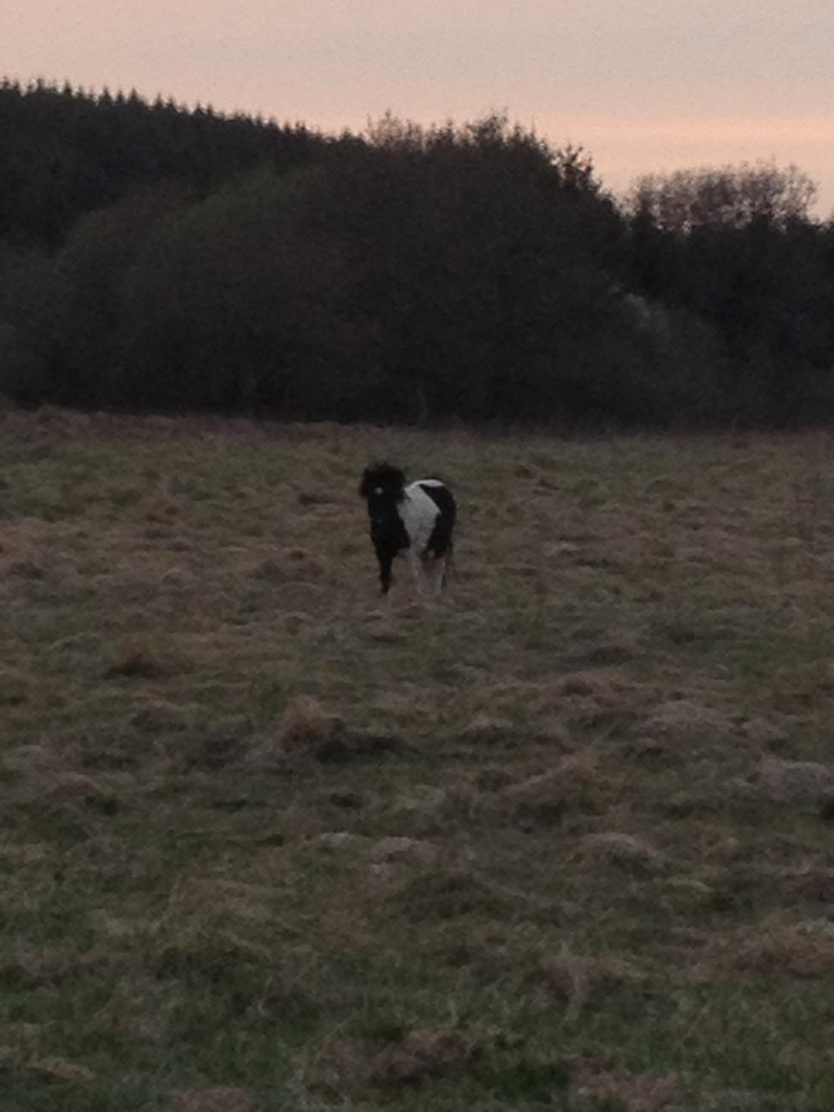 Anden særlig race Cowi - sooooooooooveerr billede 16