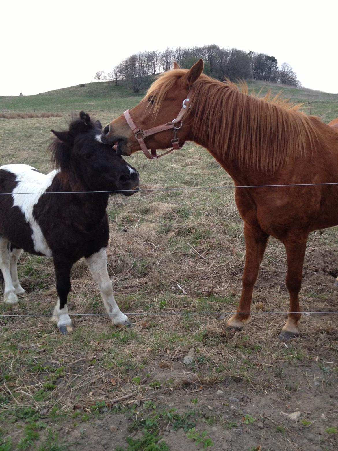 Anden særlig race Cowi - leger med lotus billede 17