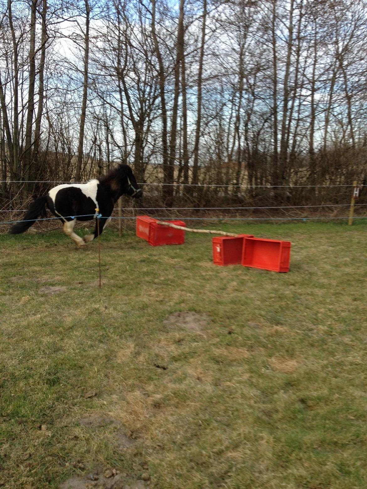 Anden særlig race Cowi - løs springer   billede 18