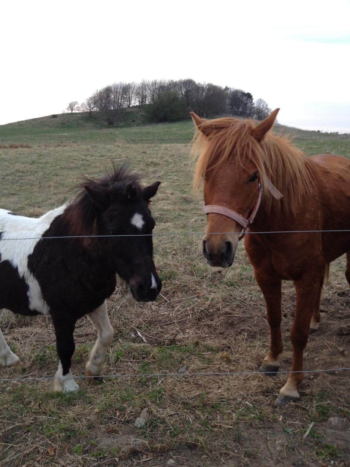 Anden særlig race Cowi - hygger med lotus billede 19