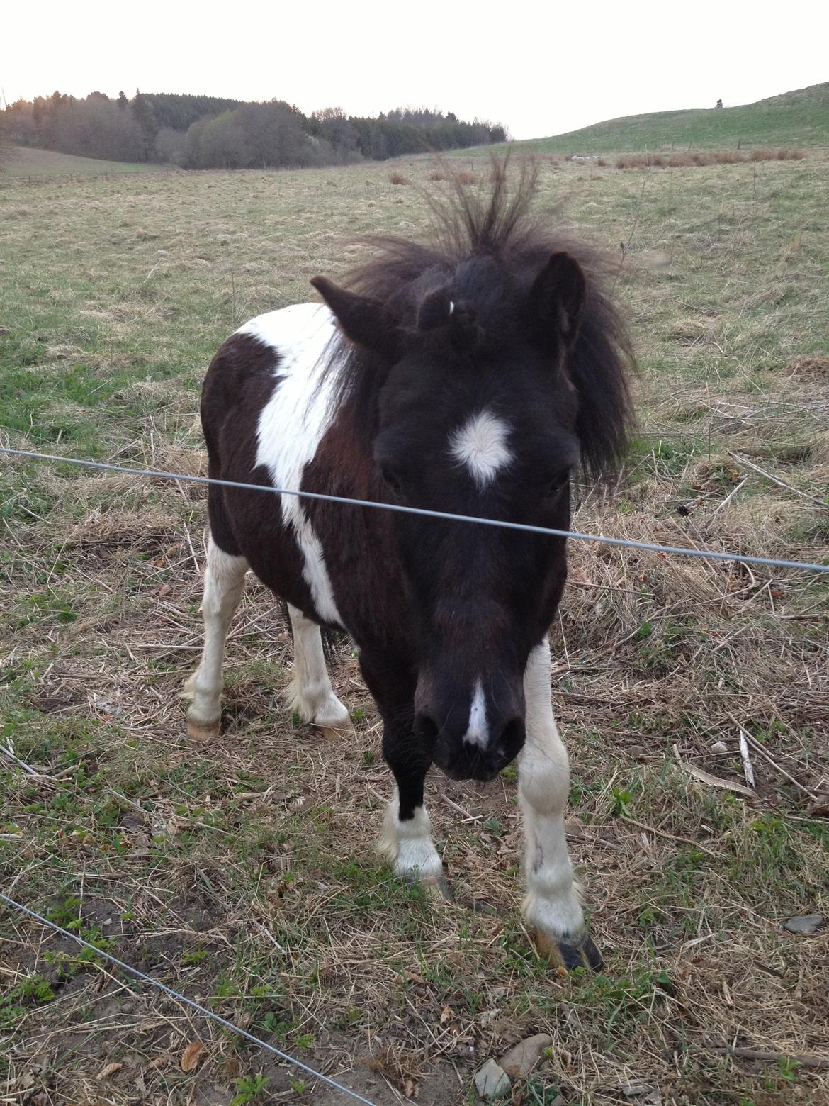 Anden særlig race Cowi - nøj hvor er bare lækker. har lige været ude at løbe billede 20