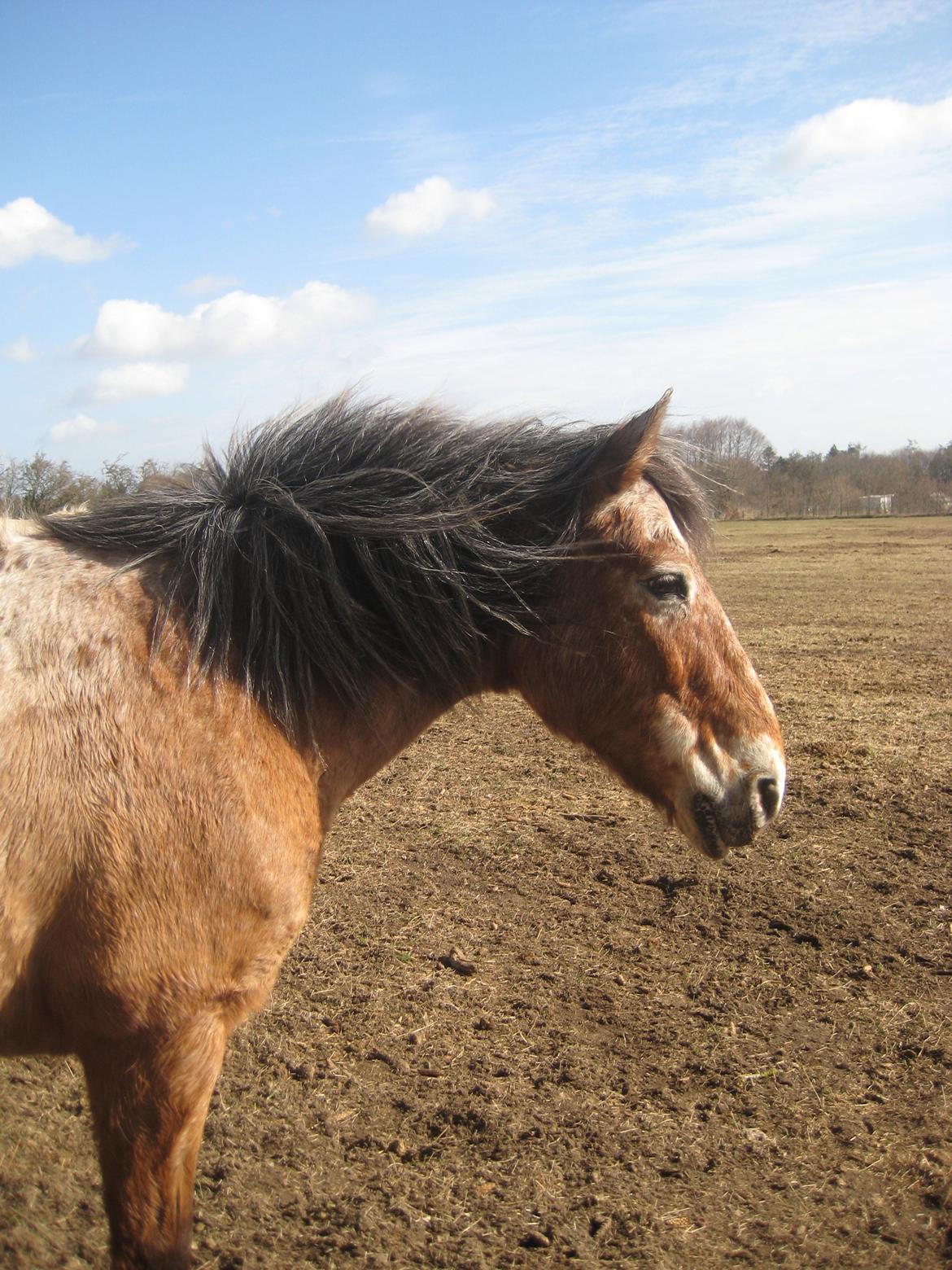 Knabstrupper Oliver  (Big-O) - Smukke hesten ;-)
Taget 2013 billede 2