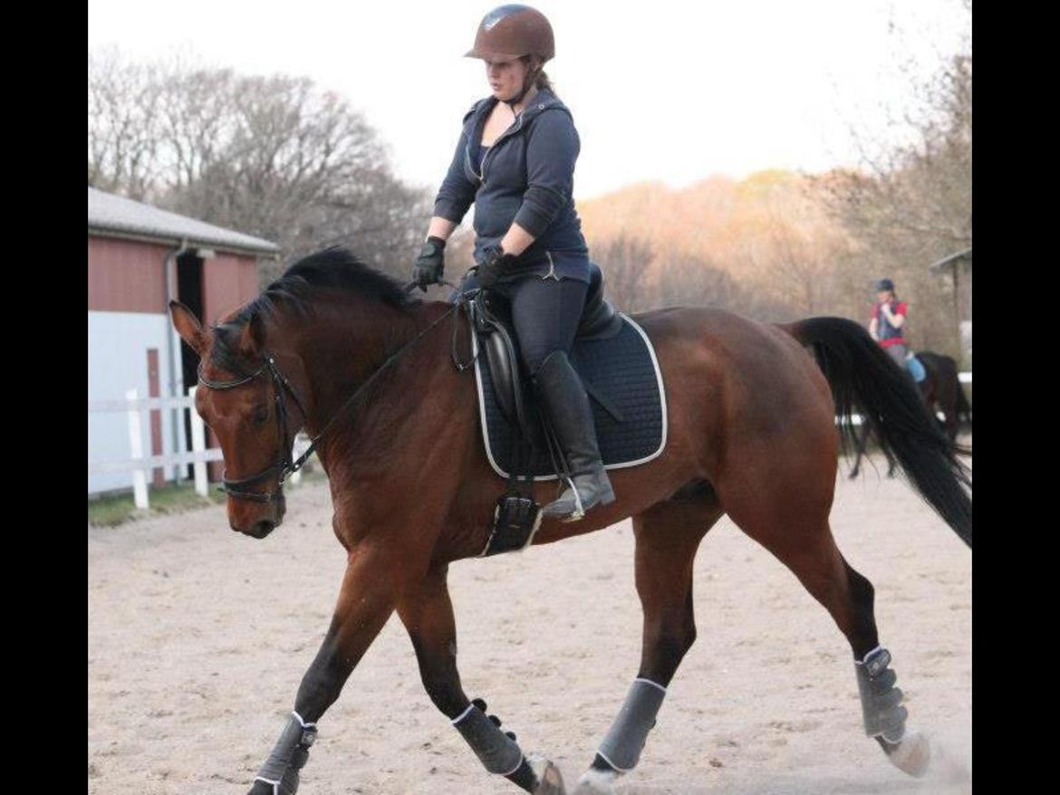 Tysk Oldenburger Villads billede 16