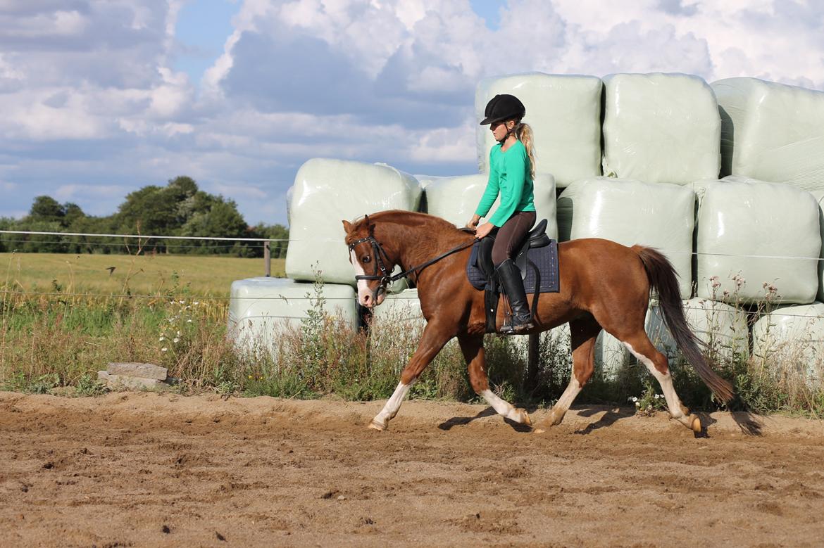 DSP Phønix "Lånepony" - Skøøønne Phønix !!!  <3 billede 1