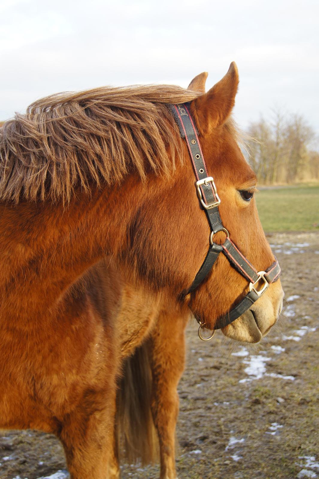 Hollandsk Sportspony Baloubet - Foto: Emma Heidmann  billede 10