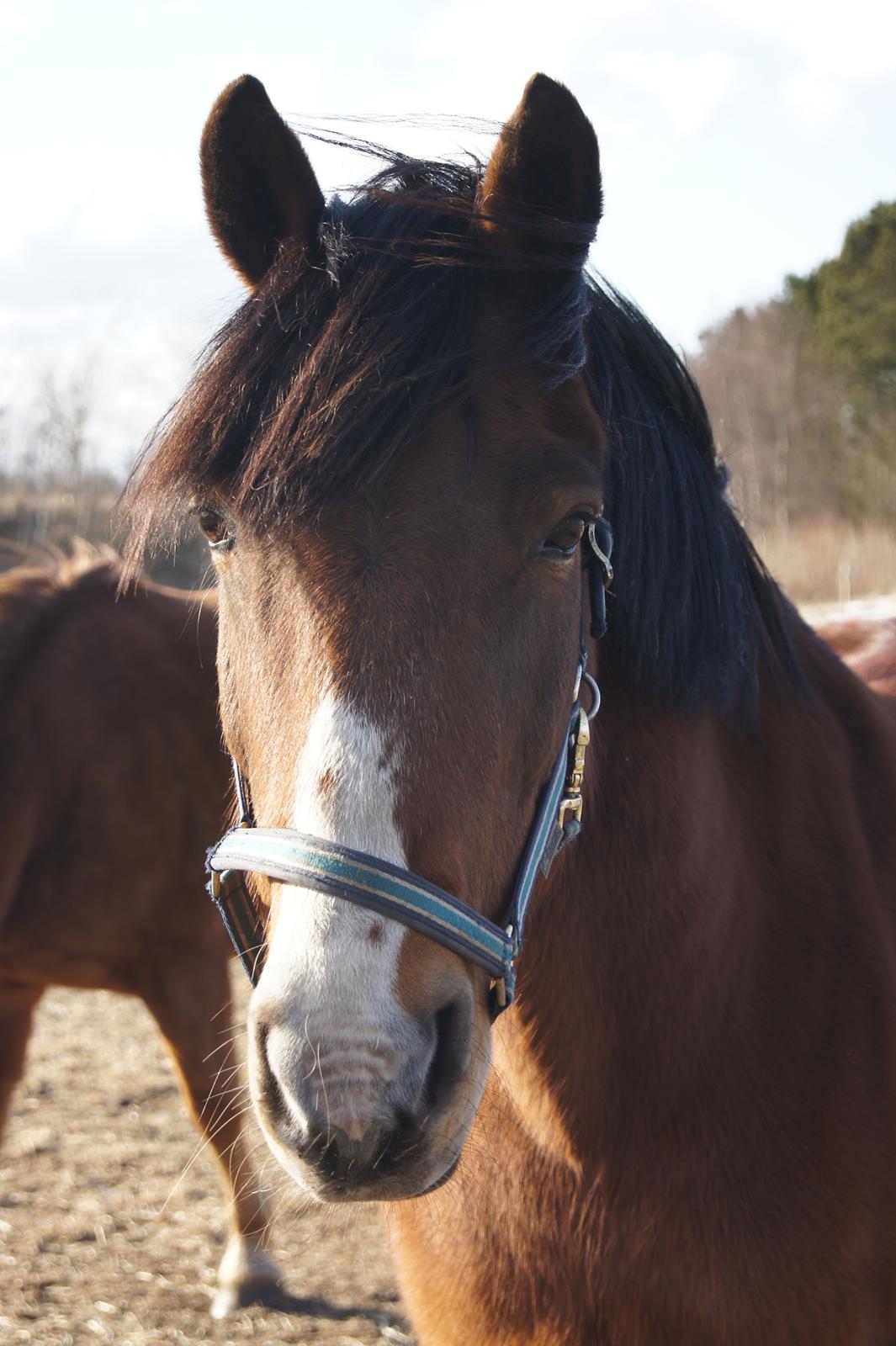 DSP Sir Oliver - Den sødeste pony, Oliver <3 billede 2