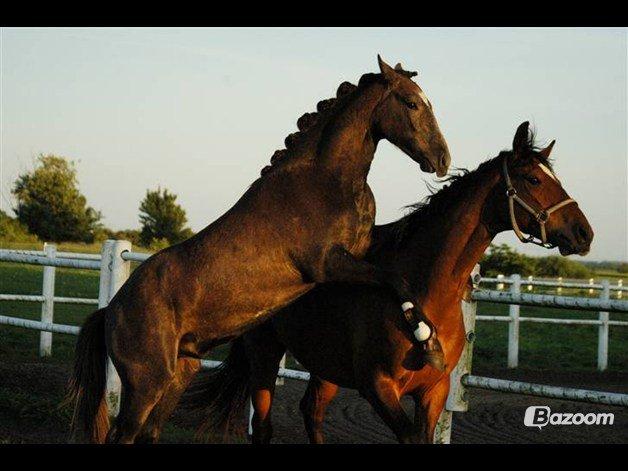 New Forest | Cavallino | - Vildbasse! :-D billede 9