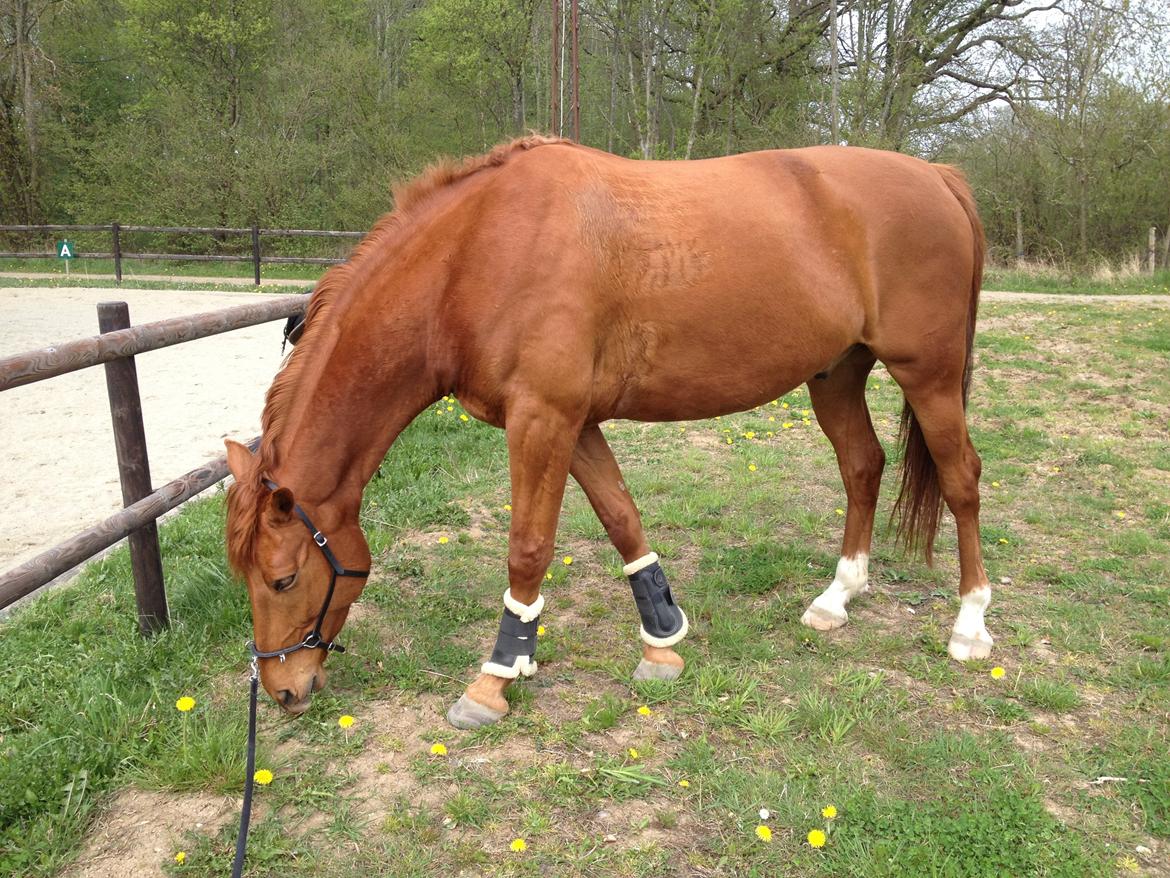 Tysk Oldenburger Immernenz (Bimmer) <3 - d.08.05.2013. billede 17