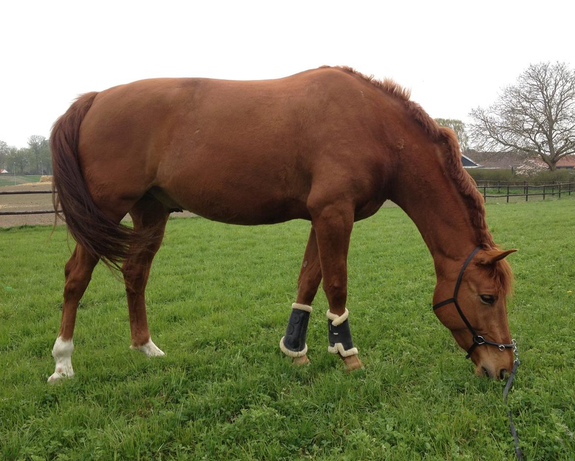 Tysk Oldenburger Immernenz (Bimmer) <3 - d.08.05.2013. billede 16